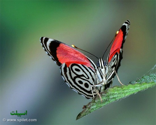 پروانه در برزیل