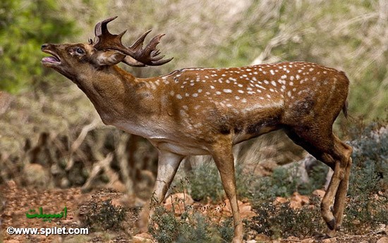 گوزن زرد ایرانی