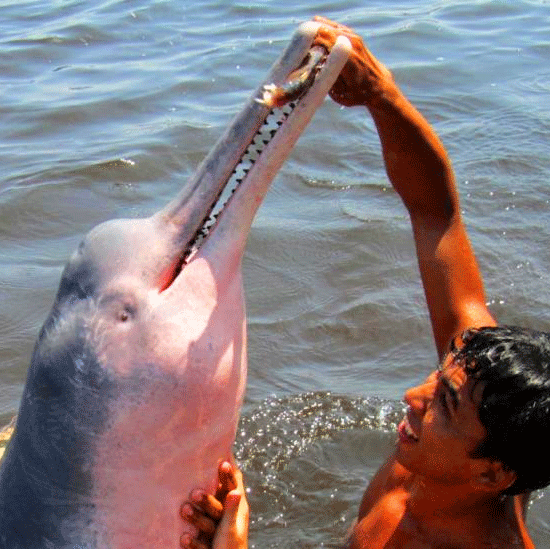 دلفین صورتی در آمازون