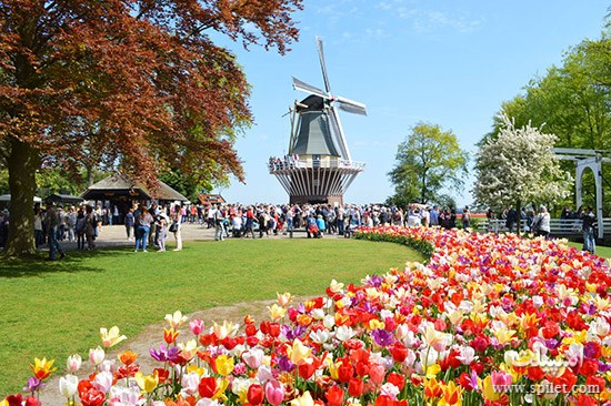 جشنواره گل آمستردام