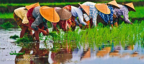 مزارع کشت برنج ویتنام
