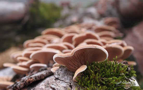 قارچ های روییده در دل جنگل جهان‌نما