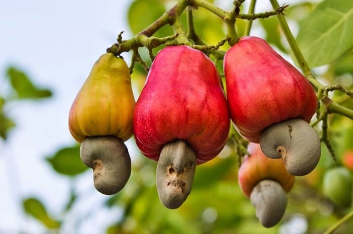 میوه‌های بادام هندی