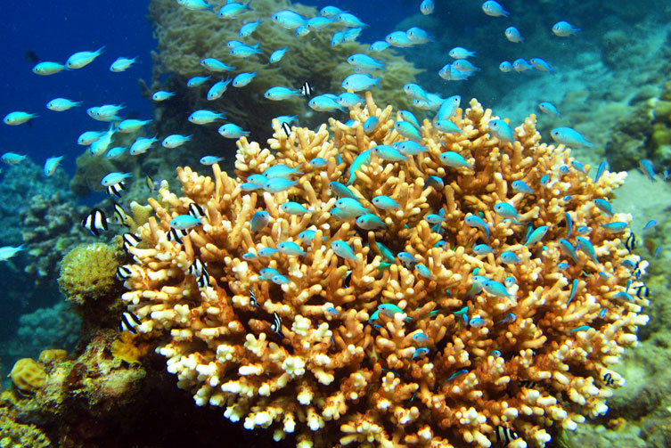 باغ مرجان های کرون
