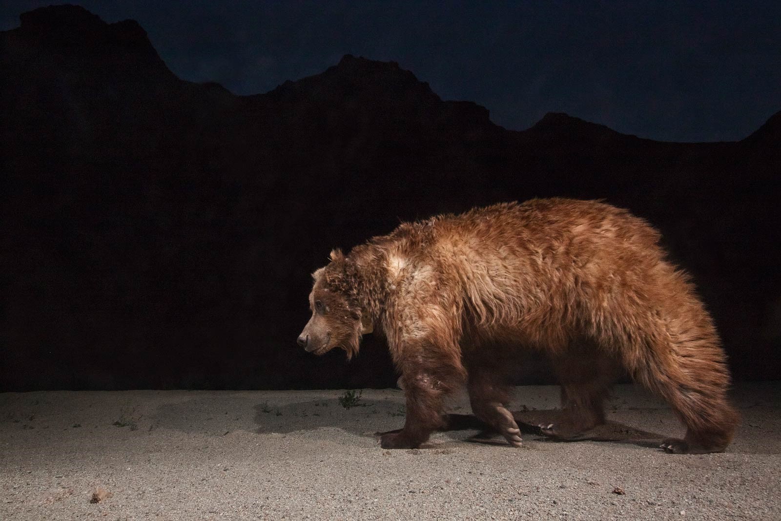 خرس گبی مغولستان