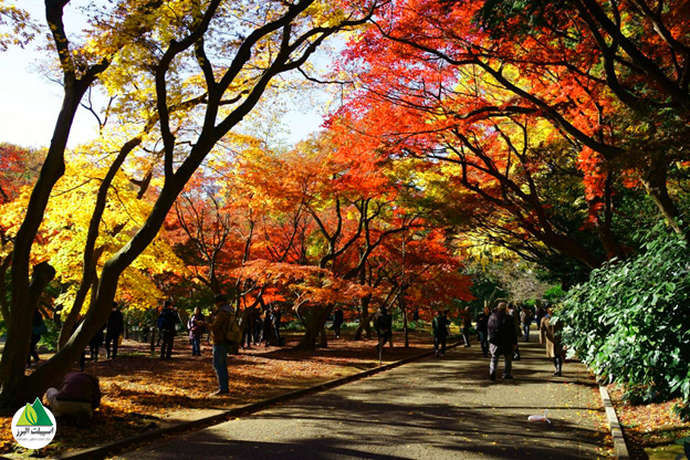 پاییز رنگارنگ در باغ شینجوکو گیوئن توکیو