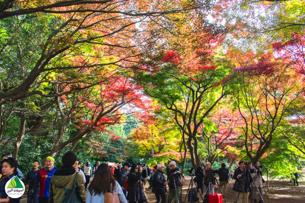 پاییز رنگارنگ در باغ شینجوکو گیوئن توکیو