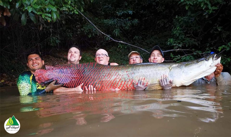 بزرگ‌ترین ماهی آب شیرین جهان یعنی آراپایما در رودخانه آمازون زندگی می‌کند