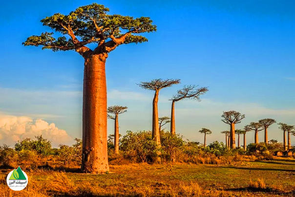 ماداگاسکار خانه یکی از بکرترین عجایب طبیعت، یعنی درختان بائوباب است
