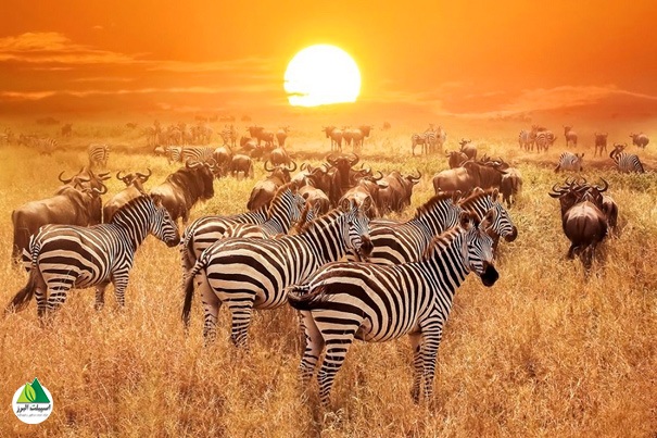 تانزانیا با پارک ملی سرنگتی بزرگترین کشور در شرق آفریقا است