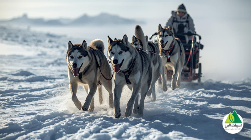 چرا مورمانسک