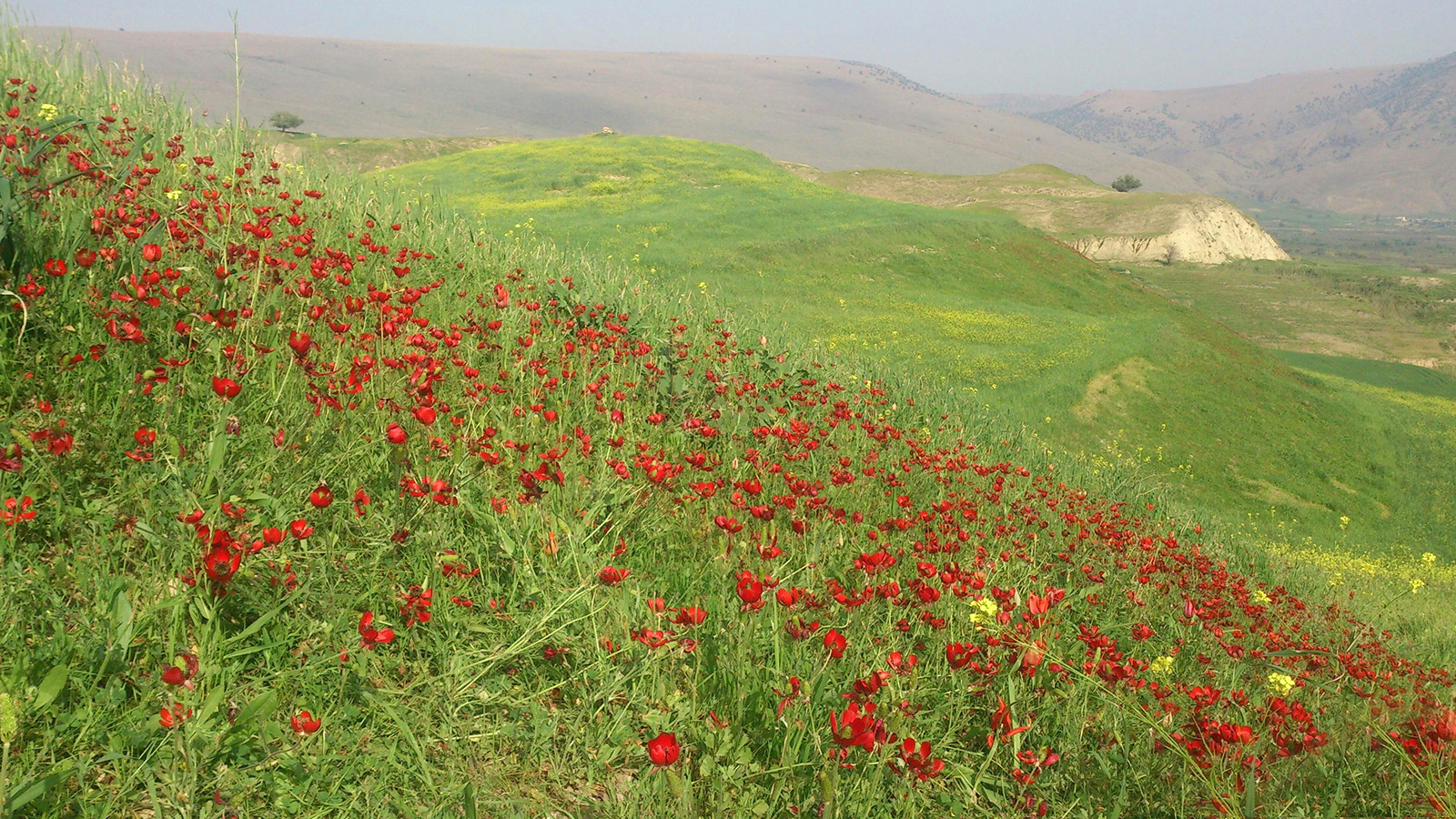 تور نوروز / زیگورات تا دشت سوسن