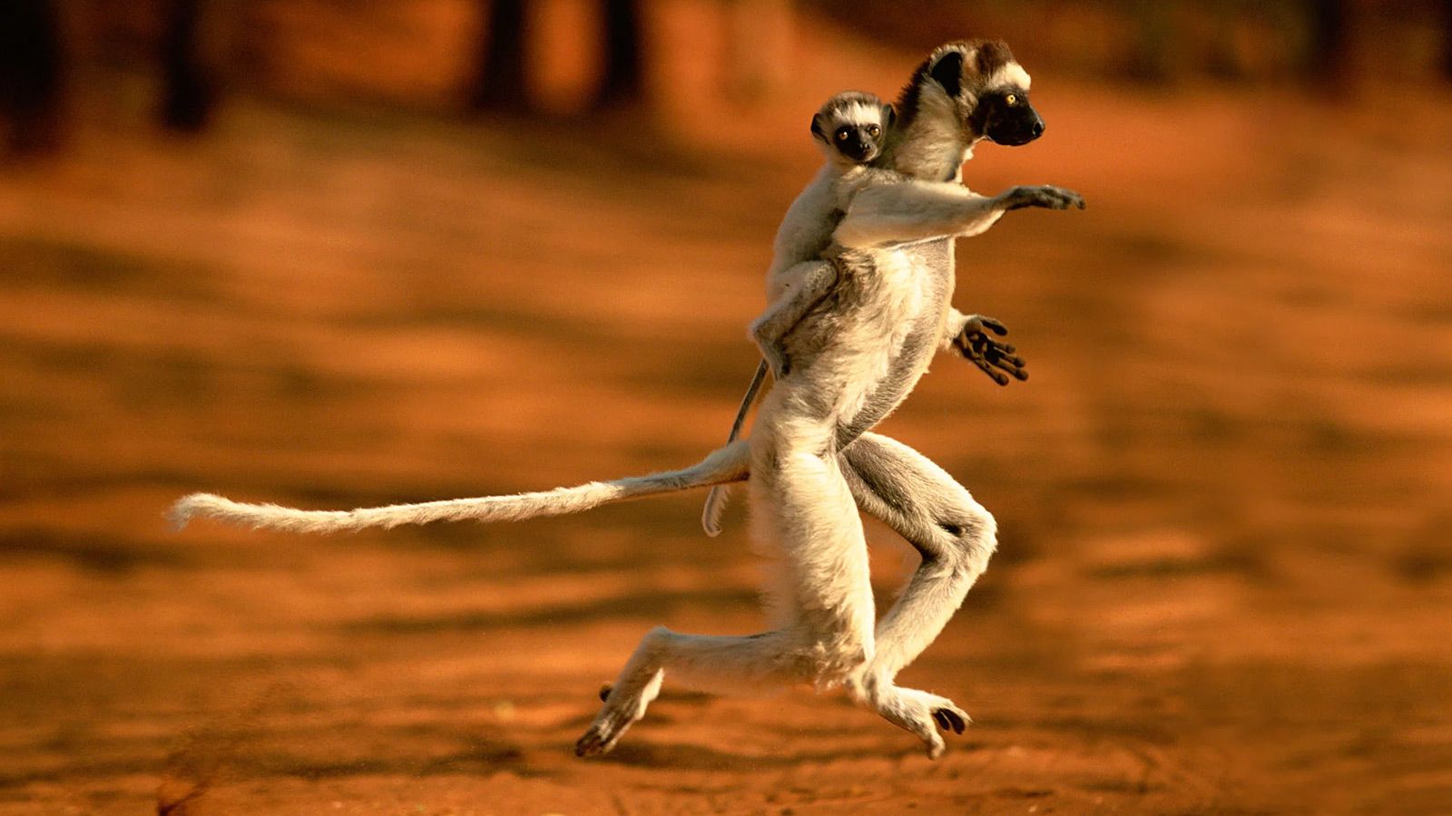 ماداگاسکار؛ با تنوع گیاهی و جانوری منحصر به فرد