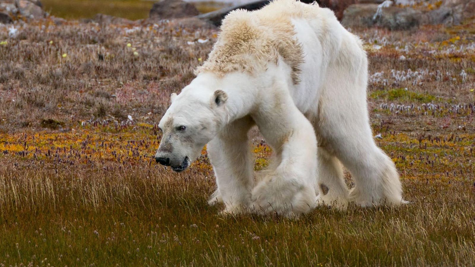 از مرگ خرس قطبی تا مرگ بشریت