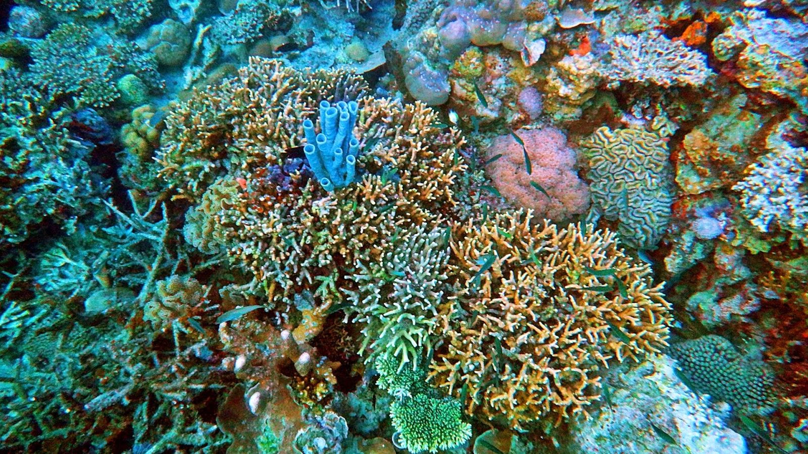 باغ مرجان های کرون در جزیره‌ی کرون فیلیپین